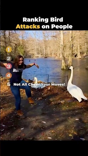 Ranking Bird Attacks on People