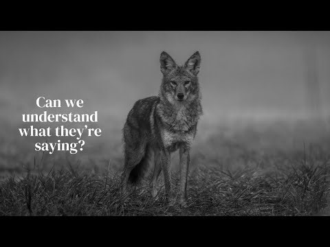 Stories from the field: decoding coyote vocalizations