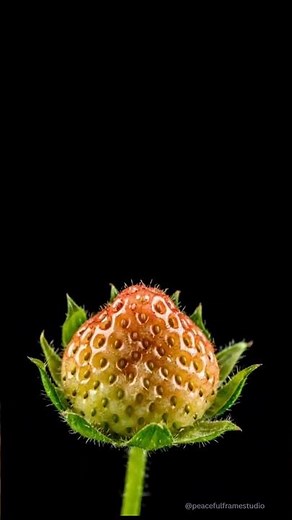 Strawberry Bloom to Ripe Berry — Timelapse (4K)