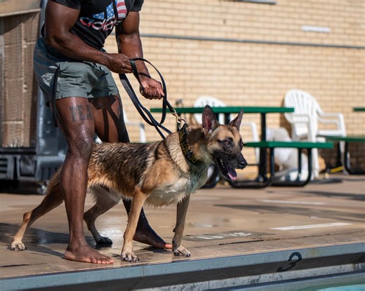 A 72nd Security Forces Squadron military working dog locks eyes on a decoy before jumping into the pool during water aggression training at Tinker Air Force Base, Okla., Sept. 3, 2025. The exercise strengthens readiness, deterrence and lethality by testing K-9s in nontraditional environments. (U.S. Air Force photo by Courtney Landsberger) | Tinker Air Force Base