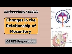 Changes in the Relationship of Mesentery | Embryology OSPE Preparation | Dr. KS Academy