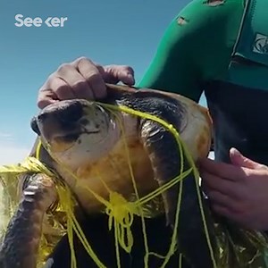779K views · 1.4K reactions | This sea turtle was cut free from a discarded balloon, but he’s one of the lucky ones. #TheSwim #BenLecomte Make sure to follow The Swim on Seeker & Discovery! | Seeker by The Verge | Facebook