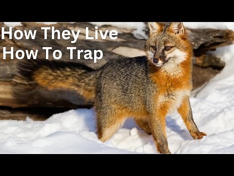 Gray Fox! How They Live & How to Trap!