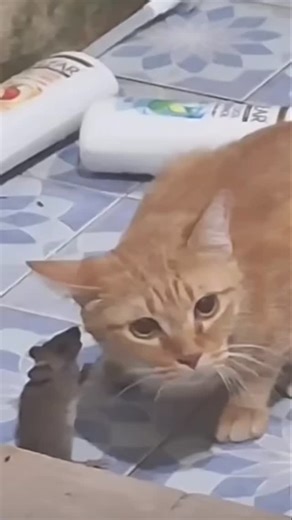 homless.dog on Instagram: "fri fair"