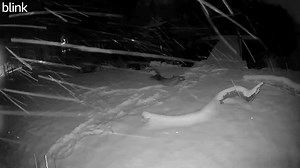 144K views · 3.7K reactions | CAUGHT ON CAMERA: This otter, caught on a home security camera, seems far more happy to see snow than we'd probably be! 藍 | Live 5 News | Facebook