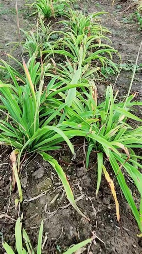 safed musli hybrid seeds #shorts #safedmusli