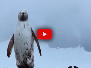 Rarissimo PINGUINO avvistato in Antartide: il Video