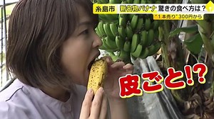糸島の新名物「皮ごと食べるバナナ」　シャキシャキ食感でもっちりした甘さ　“幻のバナナ”を地元で栽培　福岡｜福岡TNCニュース