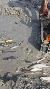 Best Fishing In the pond | Fishing Today