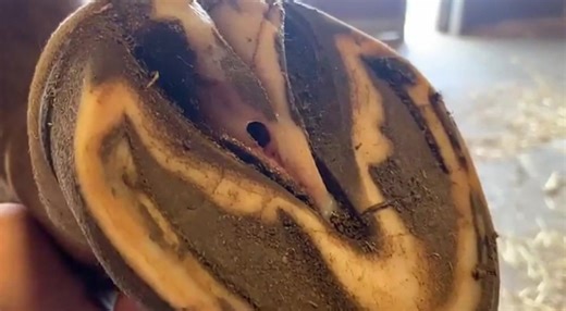 This ABSCESS BURSTS out!!! Satisfying Horse Hoof Cleaning: Draining Deep Infection for Instant Relief! #SatisfyingTransformation #FarmTok #AbscessDrain #Cow #CattleCare #cowcare #farmanimals #hooftrimming #hoof #LivestockCare #hooftriming #Wow #hoofpicking | Americana Whispers