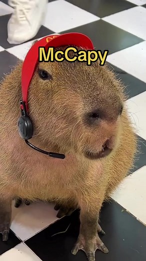 McDonald's Capybara Sketchfab - Cute Capybara Visits McDonald's