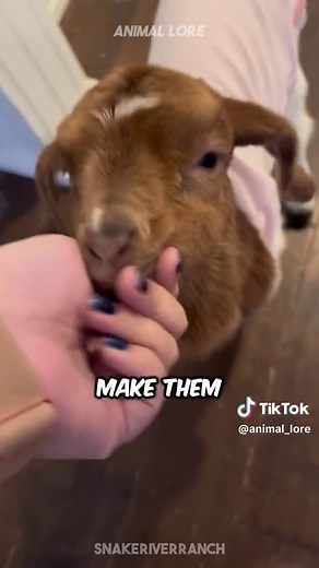 The 3 BEST Mini Pets for 2024! 🐹😍 #minihighland #babydollsheep #pygmygoats