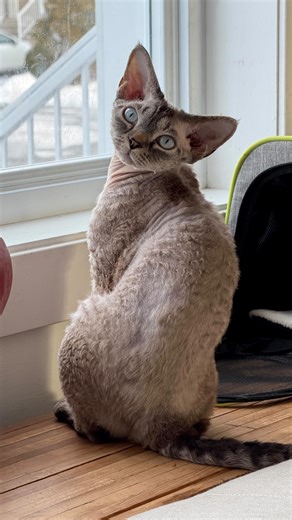 Martin et Caroline ✨ on Instagram: "UNE FRANÇAISE ET UN QUÉBÉCOIS .. 🤭😂 . • t’en penses quoi ? . • #couplevideos #humour #quebec #france #couplehumour"