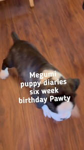 25K views · 1.6K reactions | Megumi‘s puppy diaries. The puppies are six weeks old. Happy birthday. | Boxer Madness | Facebook