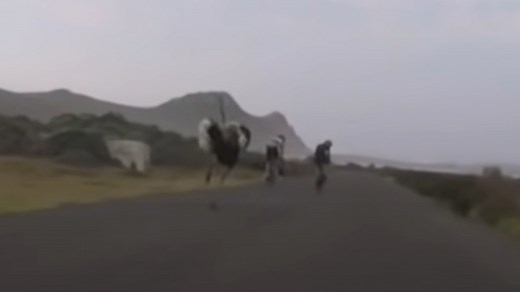 FUNNY: Cyclists Chased By Obnoxious Ostrich