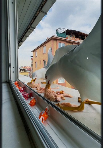 İyi bayramlar 🍬🍬🕊️