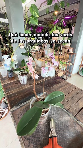Cuidar Orquídeas: Pasos Tras la Floración