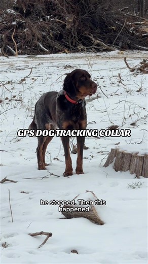 The best tracking device for my dogs, I will never have to worry about them running away! #dogtraining #gpsdogcollar #dogtrackingcollar #spotongpsdogfence @SpotOnGPSFence