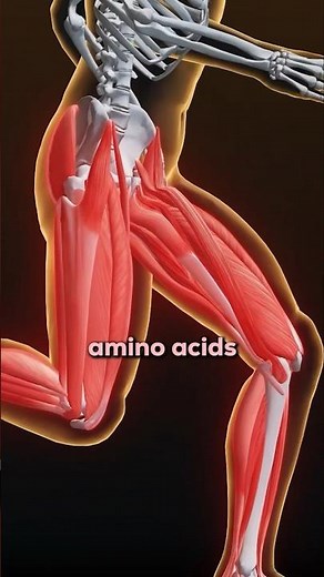 How Steroids Build Muscle