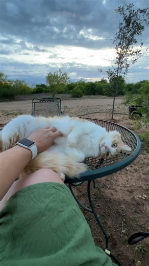 Watching the weather come in with my former shelter cat, Tabitha #catshorts #texas