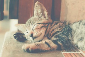 Can Cats Actually Have Sleep Apnea? [Extended Guide]