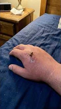 Cómo sobrevivir a la picadura de una araña violinista.