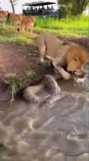 Lion Ambushed by Giant Anaconda at Jungle Watering Hole | Raw 4K Wildlife Footage