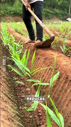How Do Chinese Farmers Make Ginger Grow So Fast? Hidden Technique! #shorts