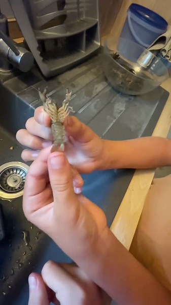 Salut les amis nouvelle vidéo aujourd’hui on vous montre comment pêcher et manger les écrevisses qui sont généralement invasives merci à vous pour le soutien abonnez vous sa aide énormément et lisez la vidéo sa fait toujours plaisir et c’est gratuit#peche #cuisine #recette #fishingclub #fishing