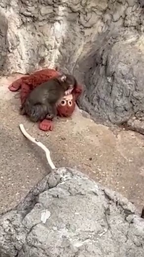 Punch the Macaque's Journey of Friendship at Ichikawa City Zoo