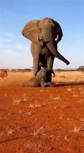 Elephant's Protective Instinct: Lion Escapes Stomp