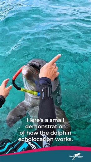 🔍🐬 A simple explanation of dolphin echolocation! | Dolphin Academy Curaçao