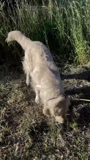Summer beauty #dog #hund #goldenretriever #goldenretrieverpuppy