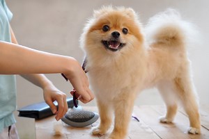 How To Get A Dog To Be Still While Cutting Hair - Cuteness