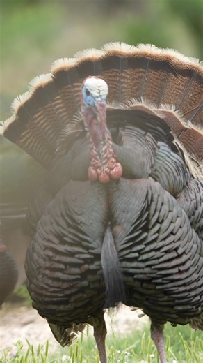 Nothing like it! Texas gobblers on fire! #texas