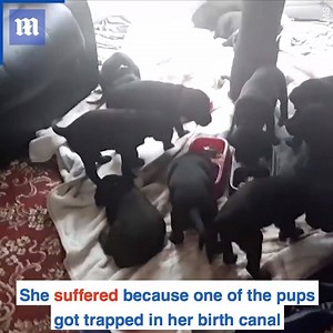 7.3K views · 67 reactions | This mother labrador gave birth to a litter of 13 adorable pups! ❤️  | Daily Mail Video | Facebook