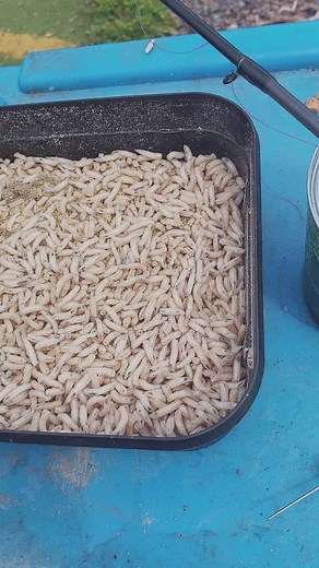 Novice fishing at its finest #fishing #fish #bream #saturdaymood