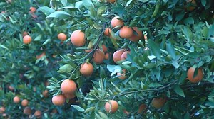Bulloch Co. citrus farm continues to grow