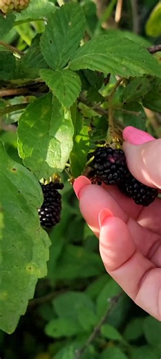 Amy's Louisiana Kitchen (@amyslouisianakitc)’s videos with original sound - Amy's Louisiana Kitchen