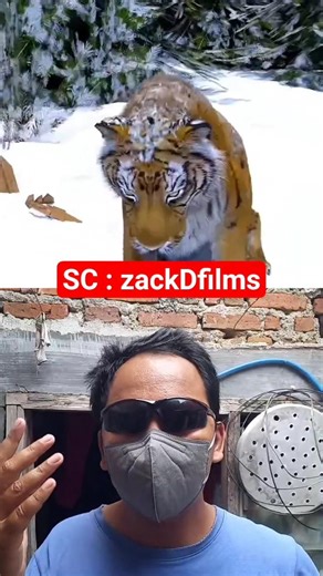 HARIMAU INI MENUNGGU ORANG GUYS ‼️ #alurceritafilm #cerita