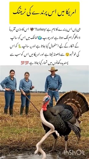 “Fearless Turkey vs Snake 🦃🐍”#WildTurkey#animalfacts #wildlife #nature #ytshorts
