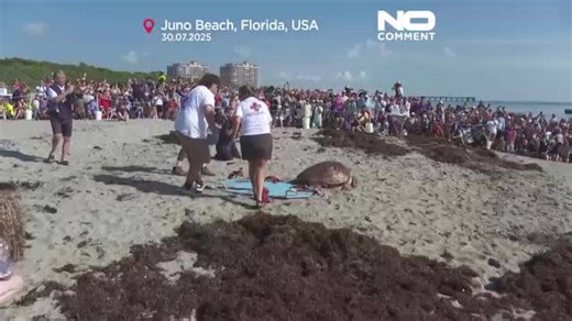WATCH: 'Pennywise' the sea turtle released back into Atlantic