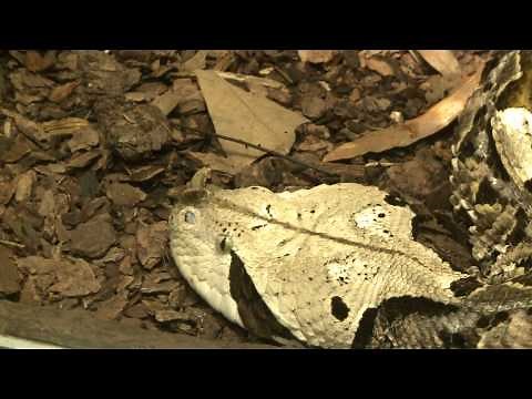 Return of the Reptiles at the American Museum of Natural History