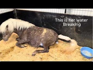 This mare needed help delivering her foal