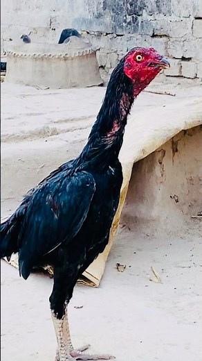 Pakistani Aseel Rosters Pakistani Aseel Hens