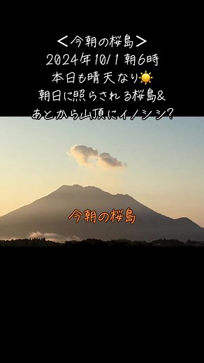 ＜今朝の桜島＞ 2024年10/1 朝6時 本日も晴天なり☀️朝日に照らされる桜島&あとから山頂にイノシシ? #桜島 #活火山 #鹿児島 #噴火 #噴煙 #白い雲 #青空 #爆発