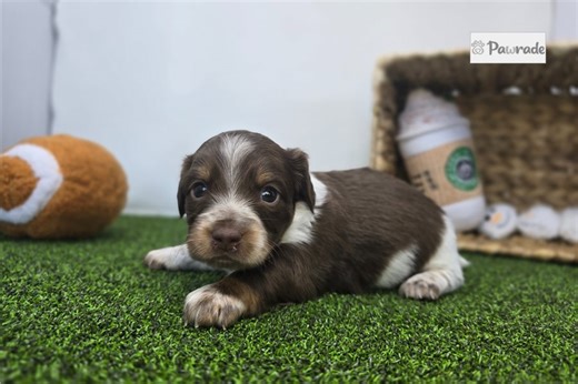 Dawson - Chiweenie Puppy 321DCC