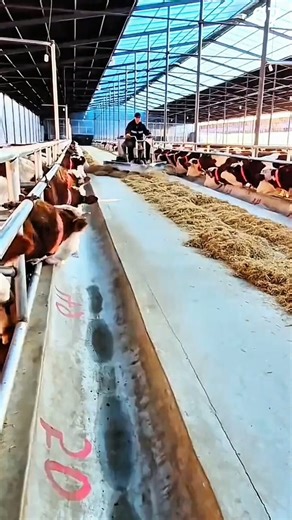 Feeding dairy cows in spacious, well-lit barn facility