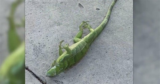 Iguanas fall from tress in Florida due to cold snap