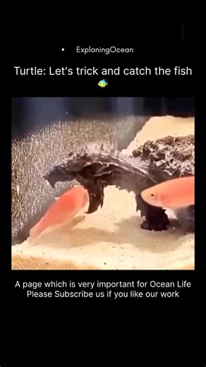This sea Black-breasted Turtle Outsmarts Fish ? 🤔 #ocean #educational